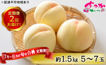 桃 定期便 2026年 先行予約 7月～8月 の旬な 白桃 定期便！約1.5kg 5～7玉 2回お届け！ もも モモ 岡山県 赤磐市産 国産 フルーツ 果物 ギフト あみかフルーツ 柔らかい ジューシー 