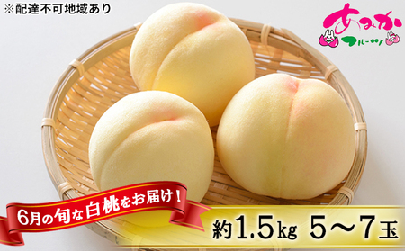 桃 2026年 先行予約 6月の旬な 白桃 をお届け！約1.5kg 5～7玉 もも モモ 岡山県 赤磐市産 国産 フルーツ 果物 ギフト あみかフルーツ 岡山の桃 旬のフルーツ 柔らかい ジューシー 産地直送 旬の桃 