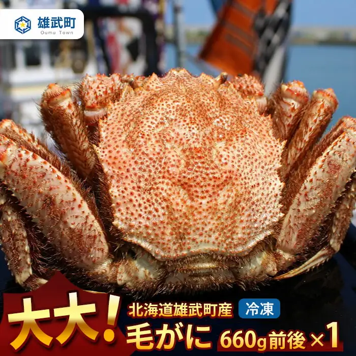 大大!毛がに（冷凍）北海道雄武町産(660ｇ前後×1)【1240302】