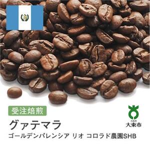 [豆]#80 受注焙煎！310g グアテマラ ゴールデンパレンシア リオ コロラド農園SHB 珈琲豆 コーヒー豆 自家焙煎