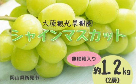 大原観光果樹園 シャインマスカット 約1.2kg 2房 【先行予約 9月中旬から順次発送】