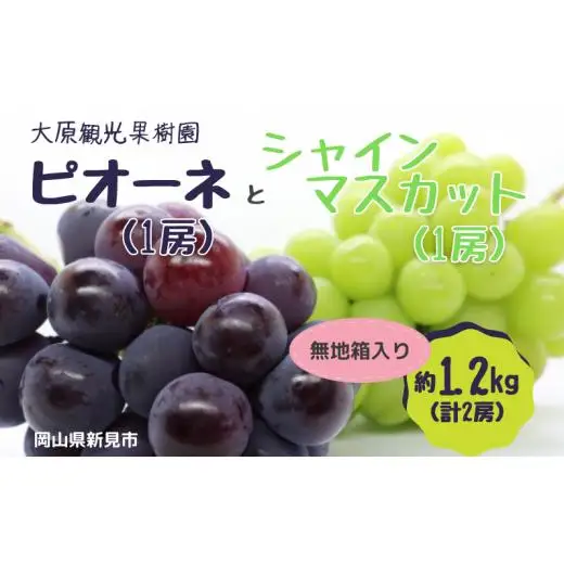 大原観光果樹園 ピオーネ1房とシャインマスカット1房（計2房） 約1.2kg 【先行予約 9月中旬から順次発送】