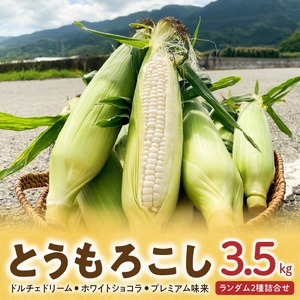 【2026年6月より順次発送】とうもろこし【ドルチェドリーム、ホワイトショコラ、プレミアム味来】ランダム2種詰合せ3.5Kgセット_とうもろこし 2種 詰合せ 計 3.5kg ドルチェドリーム ホワイトショコラ プレミアム味来 ランダムで2種 生で食べられる ジューシー 甘い  白いとうもうこし 上品な甘さ ミルキー クセになる食感 お取り寄せ お取り寄せグルメ 冷蔵 久留米市 福岡県 送料無料 〔Gv028〕
