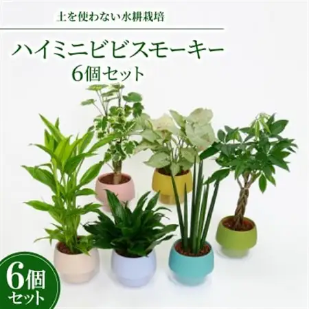 ハイミニビビスモーキー6個セット【オススメの観葉植物でお届け】【1382252】