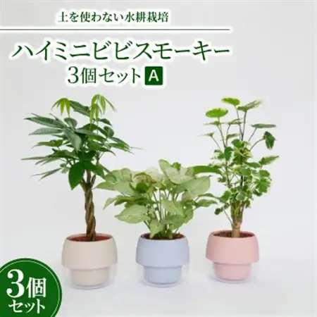 ハイミニビビスモーキー3個セット【A】【オススメの観葉植物でお届け】【1382253】