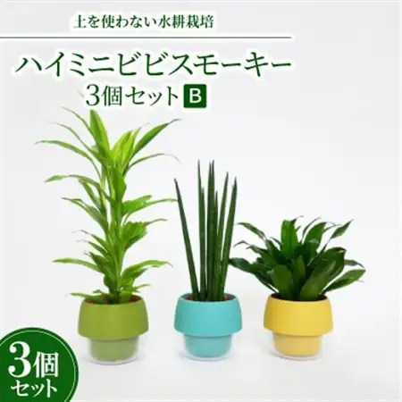 ハイミニビビスモーキー3個セット【B】【オススメの観葉植物でお届け】【1382254】