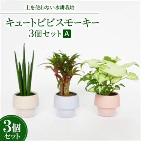 キュートビビスモーキー3個セット【A】【オススメの観葉植物でお届け】【1382257】