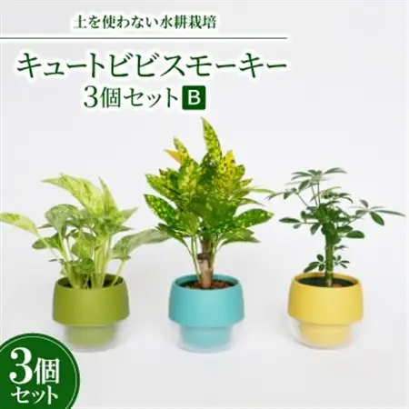 キュートビビスモーキー3個セット【B】【オススメの観葉植物でお届け】【1382258】