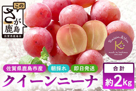 【ふるさと納税】【先行予約】朝採れクイーンニーナ 約2kg 3～4房【2026年8月下旬～9月下旬配送予定】朝採れ即日発送！ジューシーで高糖度 果汁 新鮮 生産者直送 果物 フルーツ 冷蔵便 丁寧なラッピング ギフト 贈答 化粧箱入り ぶどう 送料無料 C-39