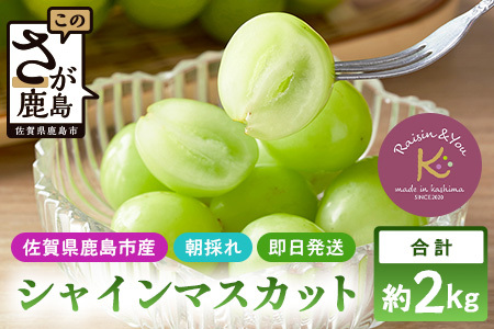 【先行予約】朝採れ即日発送◆数量限定◆シャインマスカット 約2kg 3～4房【先行予約】【2026年8月中旬～9月下旬配送予定】鮮度第一 可愛いラッピングで贈り物にも◎ ご褒美 プレゼント 贈答 ギフト 果物 葡萄 ぶどう マスカット 野菜 佐賀 鹿島市 人気 送料無料 C-38