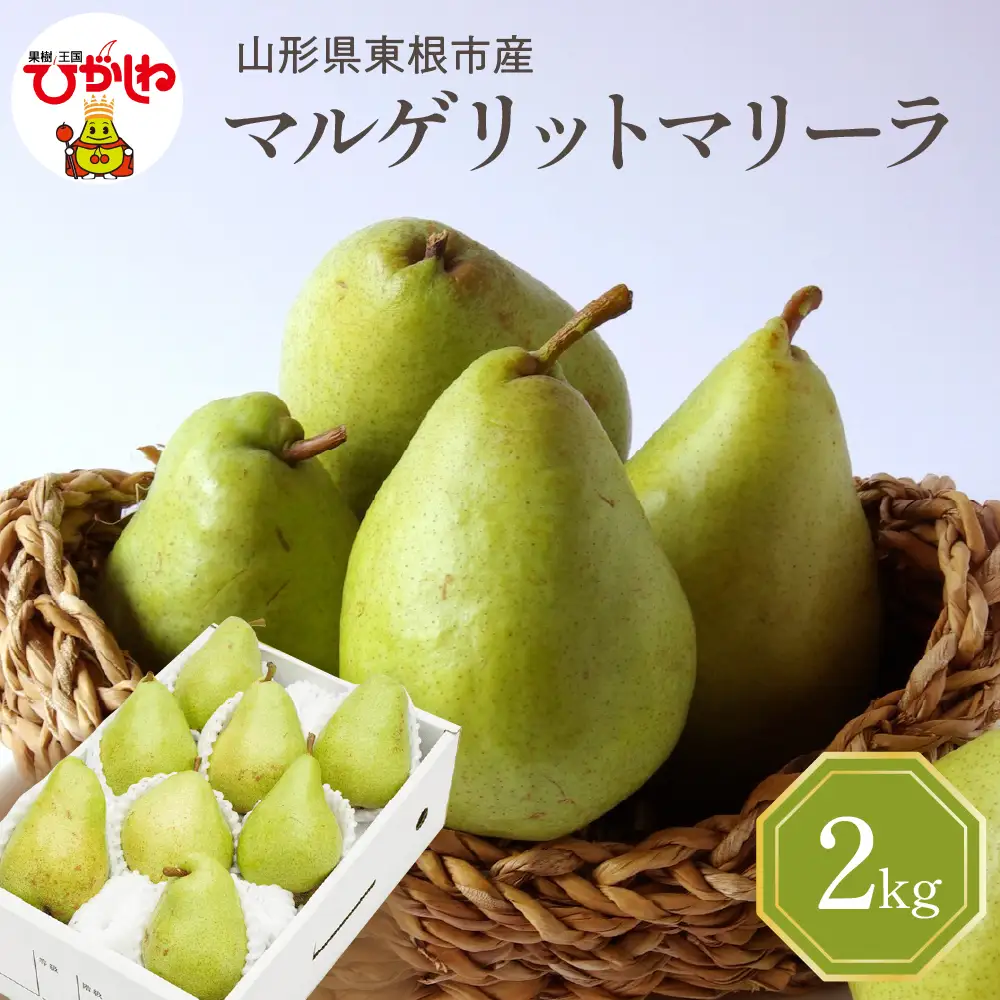 【2026年産】西洋梨マルゲリットマリーラ 2kg秀品化粧箱入 西洋梨