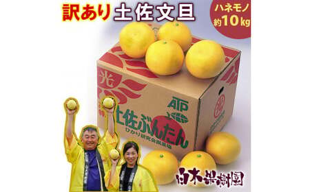 【先行予約】＼果樹園直送／訳あり 土佐文旦約10kg B級品 (約15?20個入り) 家庭用〈2027年2月中旬?3月下旬頃発送〉  /【白木果樹園】 [BQAI012]