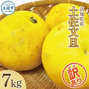 【先行予約】数量限定！【訳あり】土佐文旦（ぶんたん）家庭用（M~5L 混合）約7kg 〈2027年2月中旬～発送〉 文旦 7キロ 土佐文旦発祥の地 直送 約10~22玉 大玉 【株式会社とさもん】 [BQAE031]