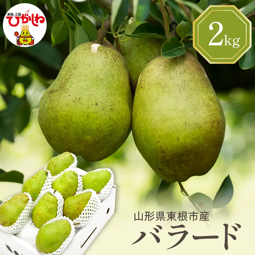 【2026年産】西洋梨 バラード 2kg 秀品 化粧箱入 西洋梨
