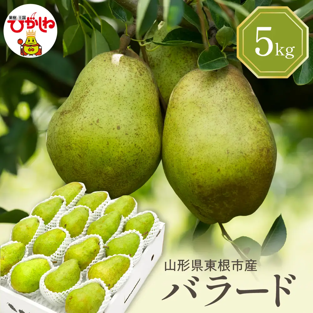 【2026年産】西洋梨 バラード 5kg 秀品 化粧箱入 西洋梨