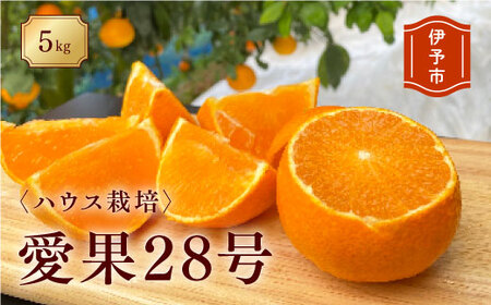 【2026年先行予約】 みかん 愛媛 愛果28号（ハウス栽培）5kg 紅まどんなと同一品種 家庭用 サイズミックス 【2026年12月中旬から順次発送予定】 人気 数量限定 柑橘 伊予市｜B40