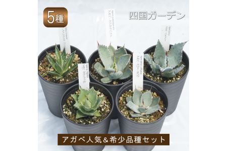 多肉植物 インテリア アガベ 人気品種おまかせ5ポットセット 3.5号黒鉢 四国ガーデン 人気 観葉植物 グリーン リラックス 初心者でも育てやすい 伊予市｜C01