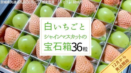白いちご と シャインマスカット の 宝石箱 36粒 【2026年12月より発送開始】（茨城県共通返礼品 [いちご]：城里町産　[ぶどう]：結城市）