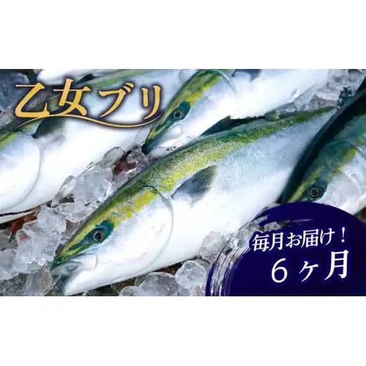 【 ブリ 】 ブリ定期便6ヶ月