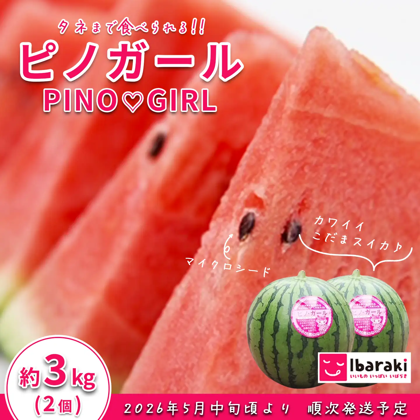 スイカ 小玉スイカ ピノガール 2個 約3kg 2026年 茨城県産