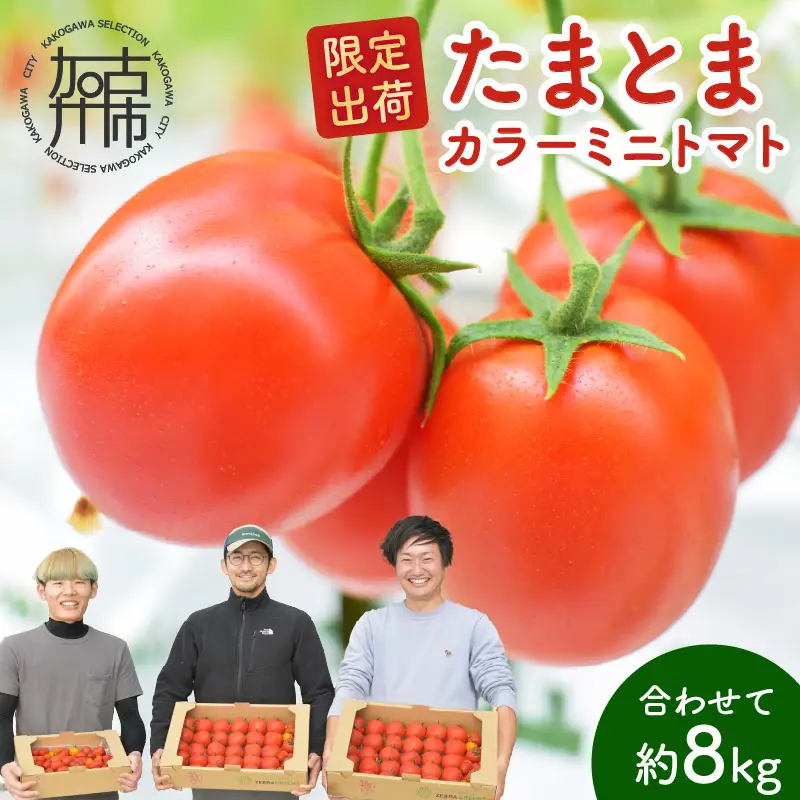 【限定出荷】"たまとま"＋カラーミニトマト(約8kg)《 野菜 トマト ミニトマト カラートマト 期間限定 送料無料 おすすめ 美味しい セット とまと ふるさと納税 》【2403C12102】