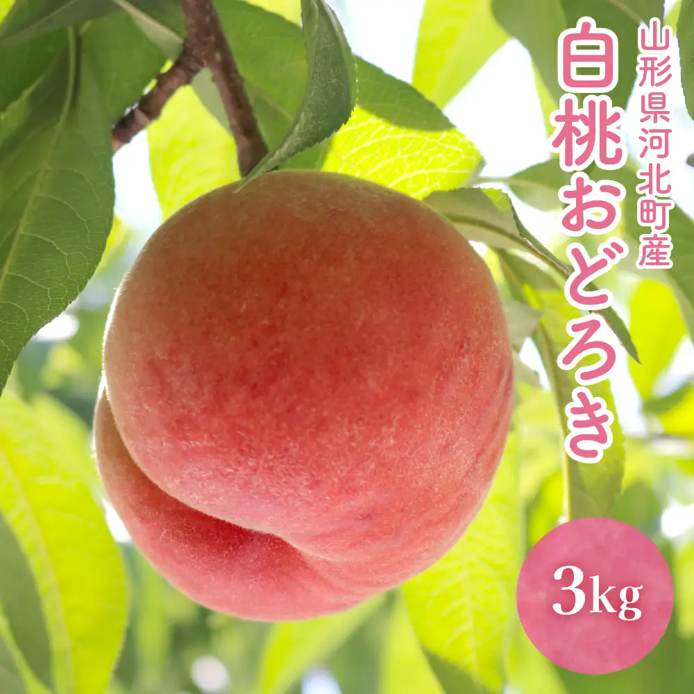 桃 白桃 おどろき 3kg 令和8年産 山形県産 桃 フルーツ