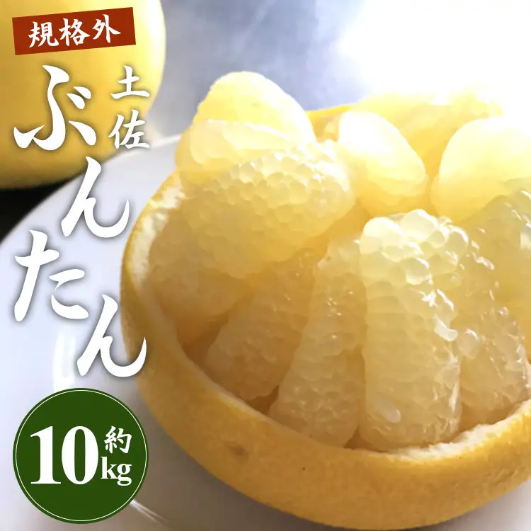文旦 高知 10kg 高知県 家庭用 10kg家庭用 2L～4Lサイズ (規格外) 高知 先行予約 期間限定 間城農園 文旦 - ぶんたん フルーツ 果物 柑橘 訳あり ms-0096