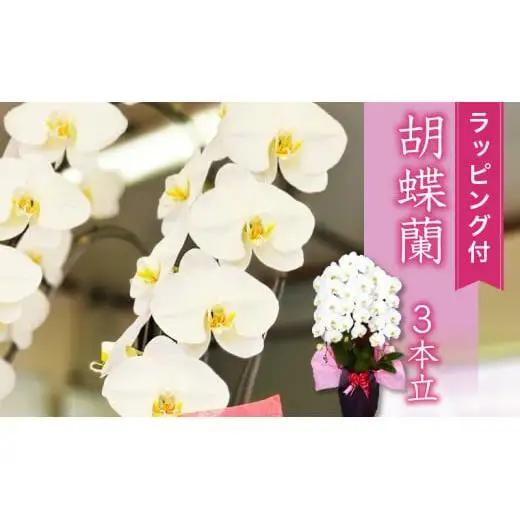 胡蝶蘭 3本立て 白 スタンダード