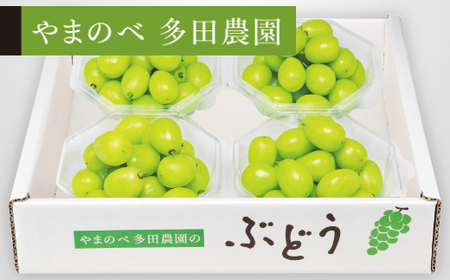 《先行予約》2026年産 シャインマスカット ダイヤパック 250g×4パック やまのべ多田農園のぶどう ブドウ F21A-313