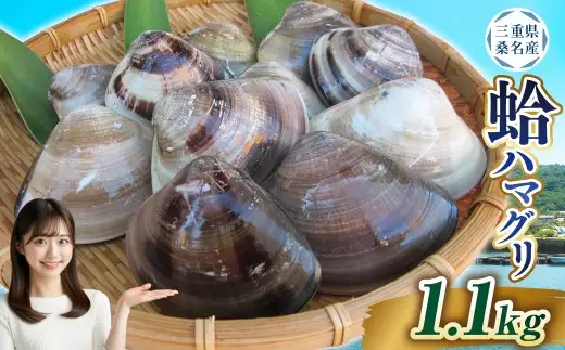 【指定日必須】 丸元水産 桑名産蛤 （ハマグリ） 1.1kg はまぐり ハマグリ 蛤 天然 活 砂抜き済 肉厚 BBQ キャンプ 網焼き 魚介 貝 魚貝 活はまぐり 焼きはま 海鮮 網焼き 酒蒸し お吸い物 パエリア パスタ 桑名 日にち指定【2025年9月下旬から2026年6月下旬発送予定】