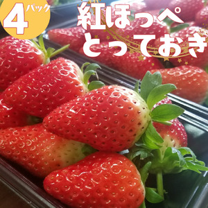 いちご 苺 イチゴ ハワイ 紅ほっぺ とっておき 鳥取県産 オリジナル | 223M