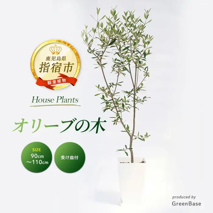 2026年1月中旬～発送【観葉植物】オリーブの木90cm～110cm Green Base IB003-042 観葉植物