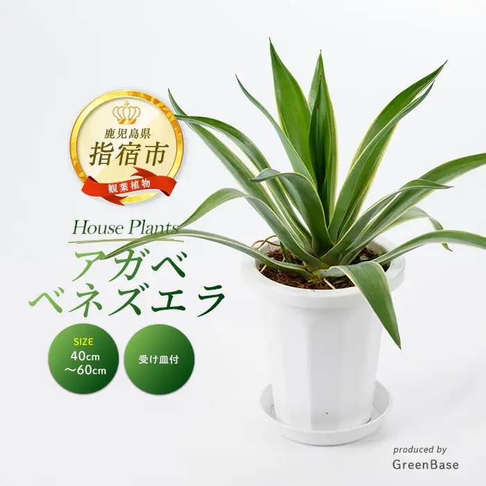 2026年3月上旬～発送【観葉植物】アガベ・ベネズエラ 40cm～60cm Green Base IB003-015 観葉植物 ※北海道・沖縄・離島配送不可