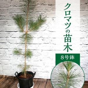 チーム田主丸『クロマツの苗木』_苗木 8号鉢 チーム田主丸 クロマツの苗木 1鉢 クロマツ 松の葉 長寿の源 健康管理に役立てる 健康樹 樹木 観賞用 飲食用 福岡県 久留米市 お取り寄せ インテリア 植物 ガーデニング 家庭栽培 庭植え 鉢植え 庭木 植木 送料無料 〔Hf032〕