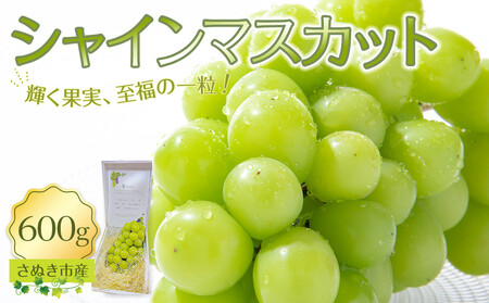 シャインマスカット 600g ぶどう 朝採り 厳選 旬 フルーツ 果物 香川県 さぬき市 | シャインマスカット