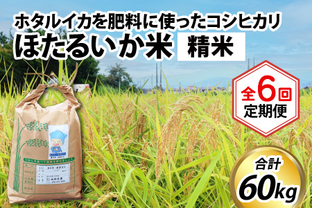 ほたるいか米（精米10kg）×6回 計60kg【6ヶ月定期便】 [I-021004]