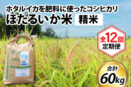 ほたるいか米　コシヒカリ 精米５kg ×12回 計60kg 12ヶ月定期便 米定期便 [J-021002]