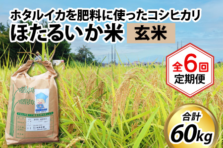 【訳あり】ほたるいか米（玄米10kg）×6回 計60kg【6ヶ月定期便】 [H-021003]