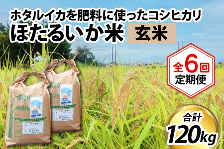 ほたるいか米　コシヒカリ 玄米20kg ×6回 計120kg 6ヶ月定期便 米定期便 [M-021001]