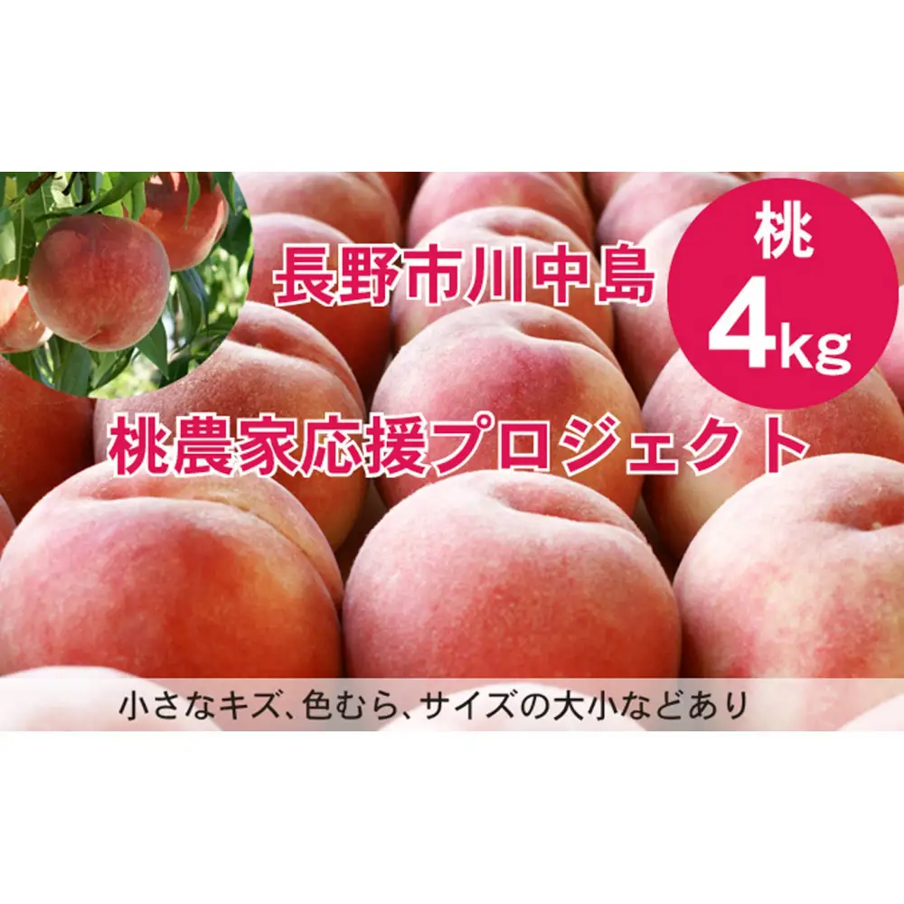 【先行予約】桃4kg(長野市川中島の桃農家を応援プロジェクト)【2026年7月下旬以降出荷分】
