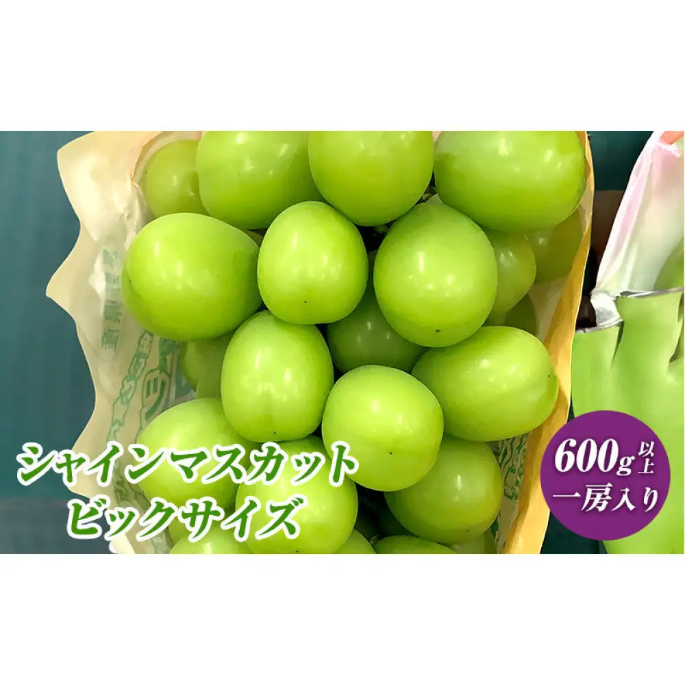 2026年産 ぶどう  長野市産 シャインマスカット ビックサイズ 一房入り 600g以上 葡萄 ブドウ 果物 フルーツ デザート おやつ 信州 大房 大粒 上品な香り | シャインマスカット 