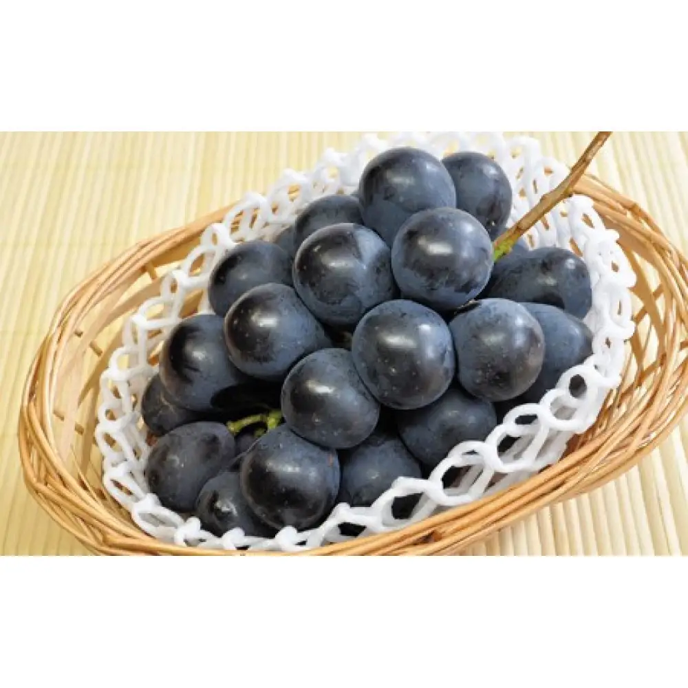 長野市産 ナガノパープル2kg【2026年9月以降出荷分】果物 くだもの フルーツ デザート 種無し 大粒 旬 長野市