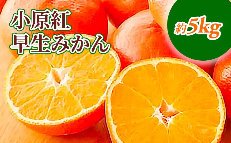 小原紅早生みかん　約5kg_みかん 果物類 柑橘類 フルーツ ミカン 蜜柑 くだもの 