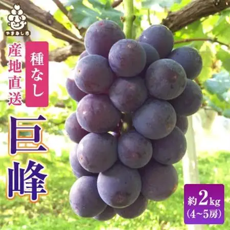 2026年発送 銀河農園まきおかの甘くてジューシーな巨峰(種なし)約2kg(4～5房)【配送不可地域：離島】【1111661】