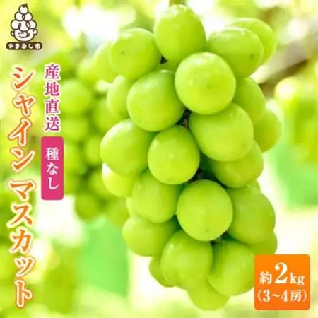 2026年発送　銀河農園まきおか シャインマスカット 約2.0kg (3～4房)【配送不可地域：離島】【1111663】