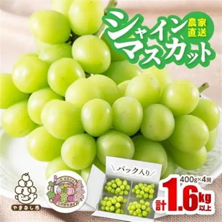 【2026年発送】農家直送シャインマスカットパック入1.6kg以上(1房400g×4)【配送不可地域：離島】【1142817】