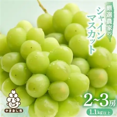 【2026年発送 】シャインマスカット 2~3房 1.1kg以上 山梨産_甘いシャインマスカット あまいシャインマスカット 美味しいシャインマスカット おいしいシャインマスカット 人気のシャインマスカット 瑞々しいシャインマスカット _【配送不可地域：離島】【1274436】