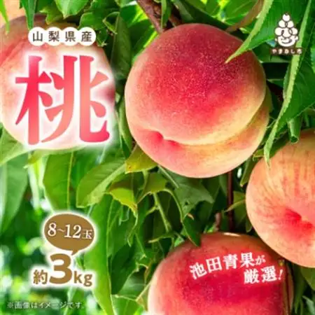 【2026年発送】 桃 約3kg (8玉～12玉) 厳選 ! 池田青果の もも【配送不可地域：離島・沖縄県】【1280521】