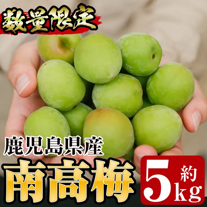 先行予約＜数量・期間限定＞朝日梅園の南高梅（生梅）5kg 箱 バラ詰め 満杯 梅干し 梅酒 はちみつ梅 カリカリ梅 にもオススメ！【00-088-02】