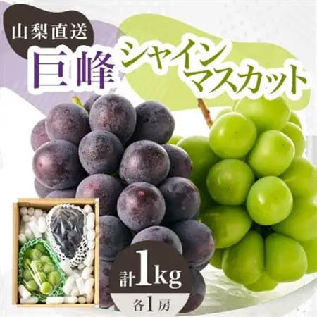 【2026年発送】シャインマスカット 巨峰 2種セット 大人気ぶどう2種盛り合わせ計1kg以上_甘いシャインマスカット あまいシャインマスカット 美味しいシャインマスカット おいしいシャインマスカット 人気のシャインマスカット 瑞々しいシャインマスカット _【配送不可地域：離島】【1296211】